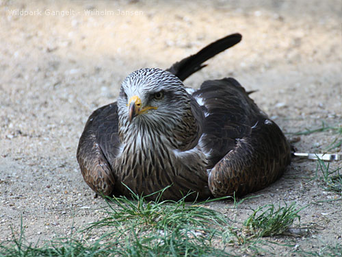 Greifvögel Wildpark Gangelt