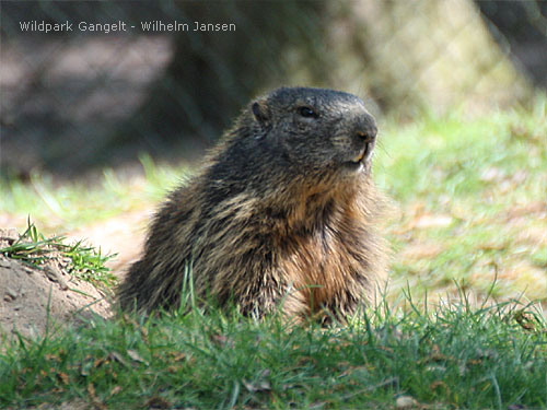 Murmeltier Wildpark Gangelt