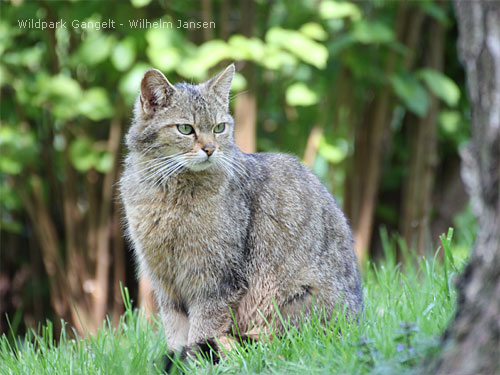 Wildkatze Wildpark Gangelt