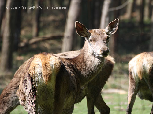 Wildpark Gangelt