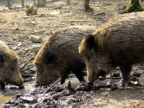 Wildschweine Wildpark Gangelt