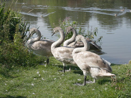 Wurmauenpark Geilenkirchen
