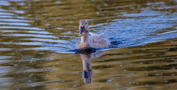 Kahnweiher Gangelt Natur