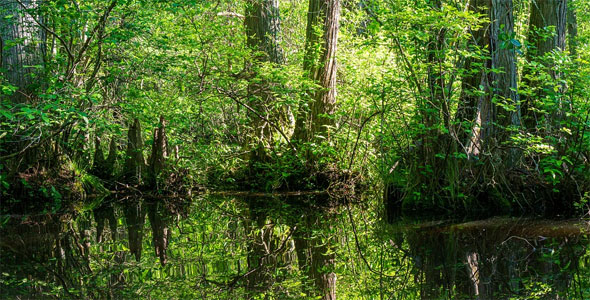 Kahnweiher Gangelt Teich