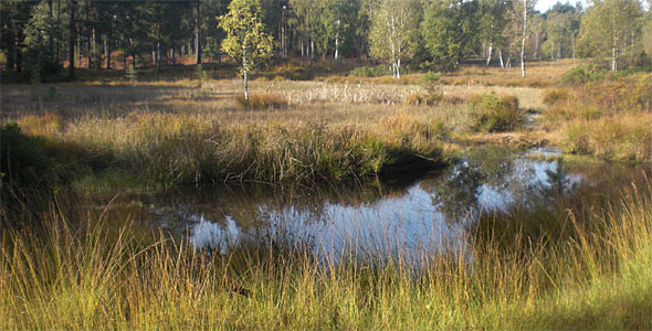 Teverener Heide für Naturfotografen