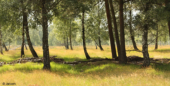 Teverener Heide