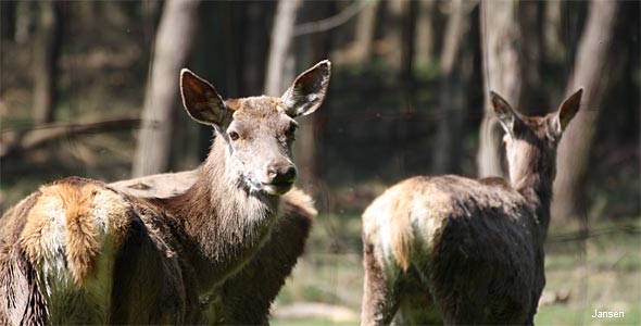 Wildpark Gangelt