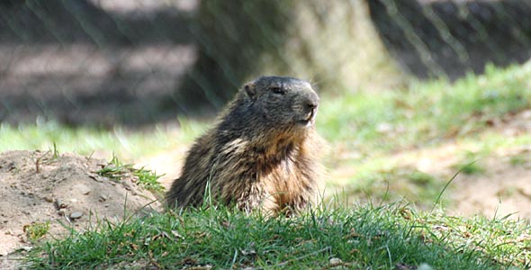 Wildpark Gangelt