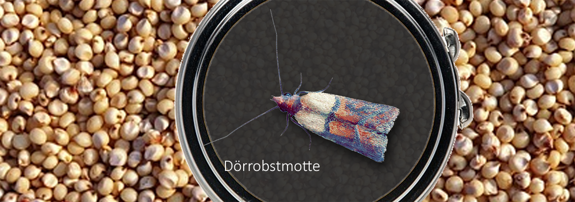 Vorratsschädlinge Lebensmittelmotte Rennmaus