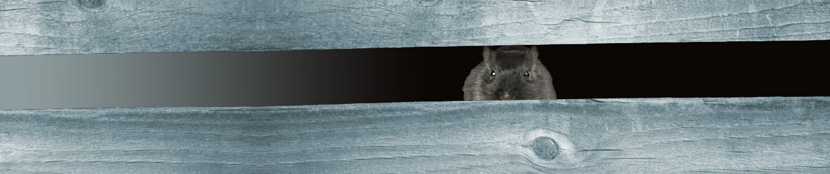 Futterversteck für die Rennmaus Bastelanleitung