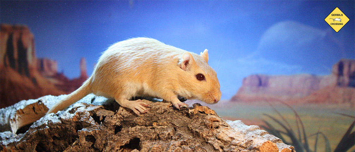Rennmaus Wüstenrennmaus im Terrarium