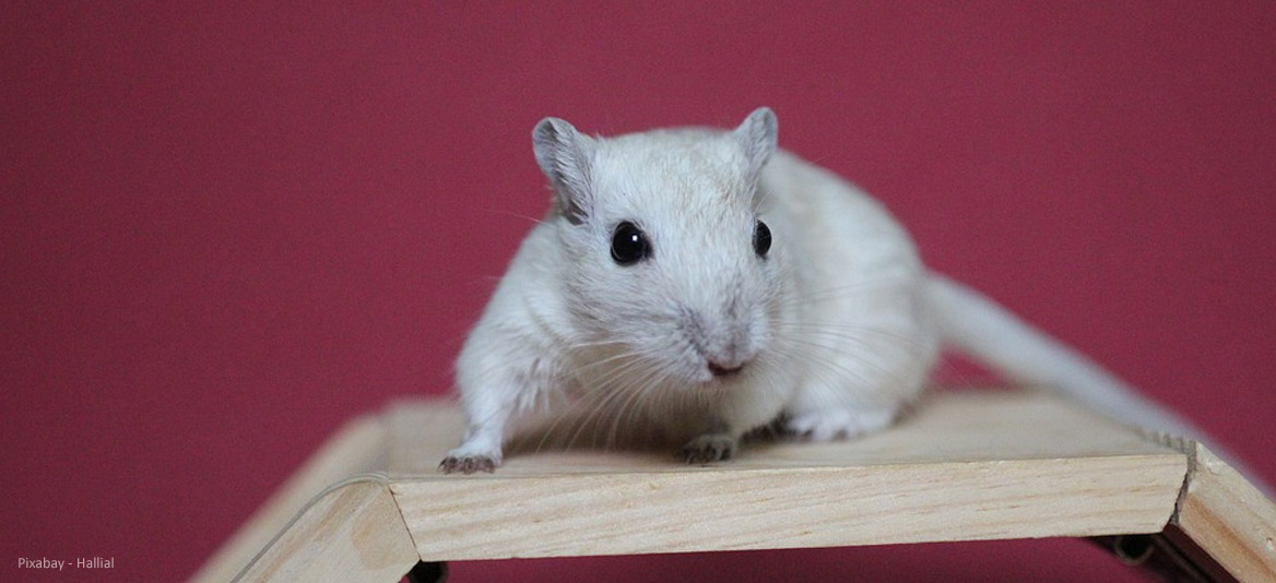 Wahrnehmungsfähigkeit Sinnesorgane der Rennmaus