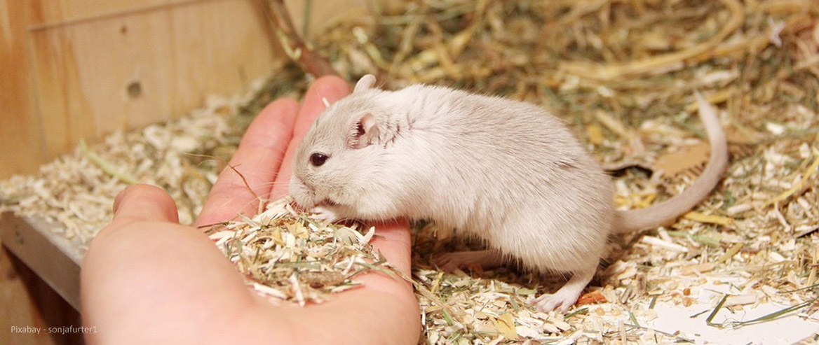 Grundwissen Rennmaus Gattung und Familie