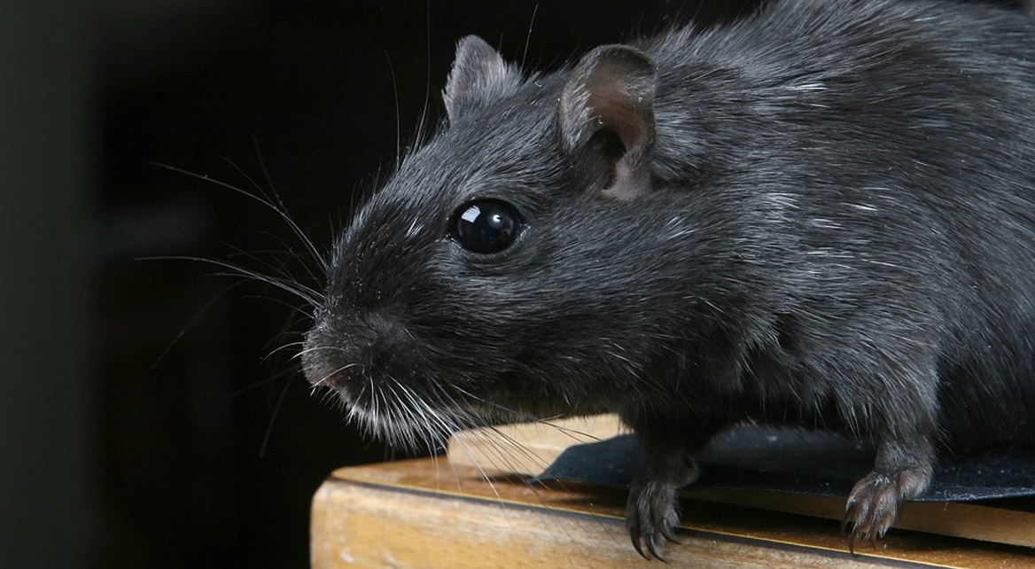 Rennmaus woher stammen Rennmäuse