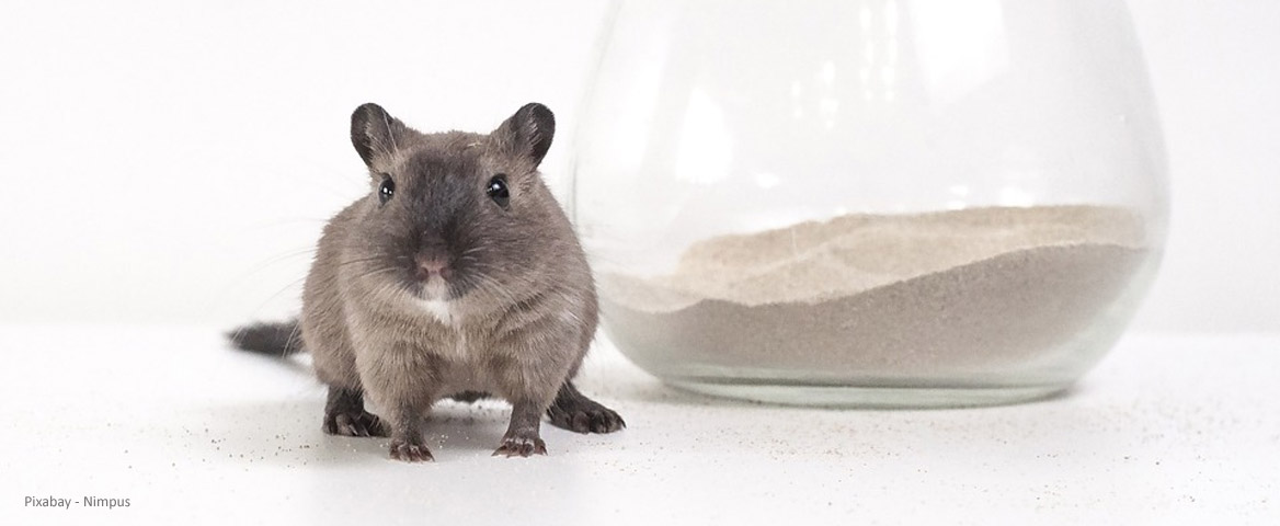 Sandbad für die Fellpflege der Rennmaus