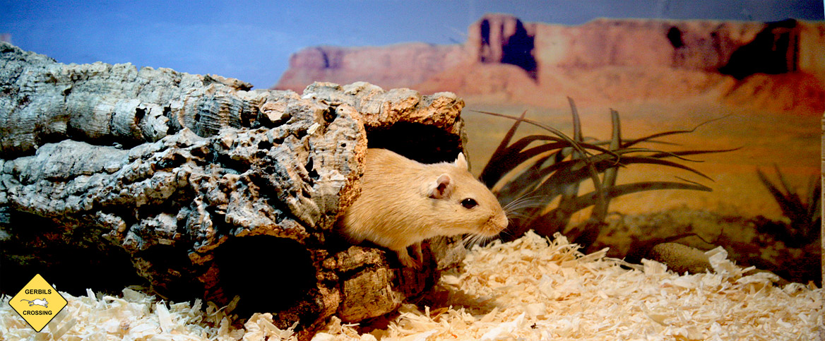 Einrichtung für das Rennmaus-Terrarium