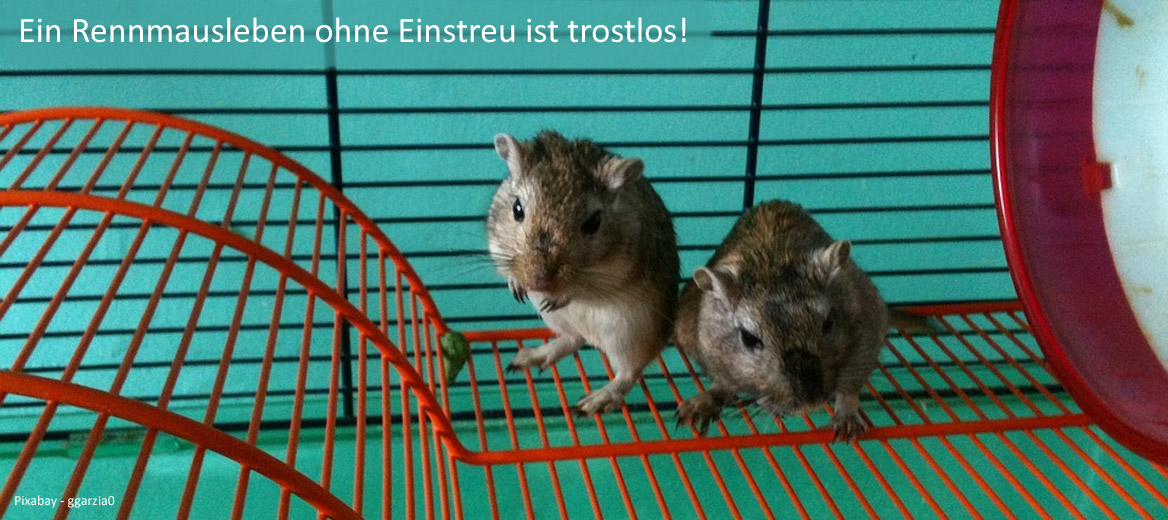 Einstreu für Käfig und Terrarium der Rennmaus Einstreu für Käfig und Terrarium der Rennmaus