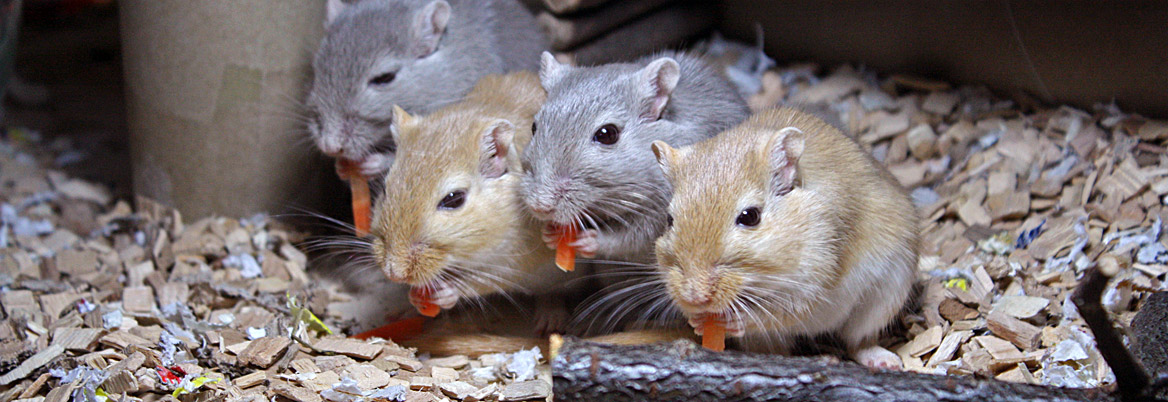 Verhalten der Rennmaus beim Fressen