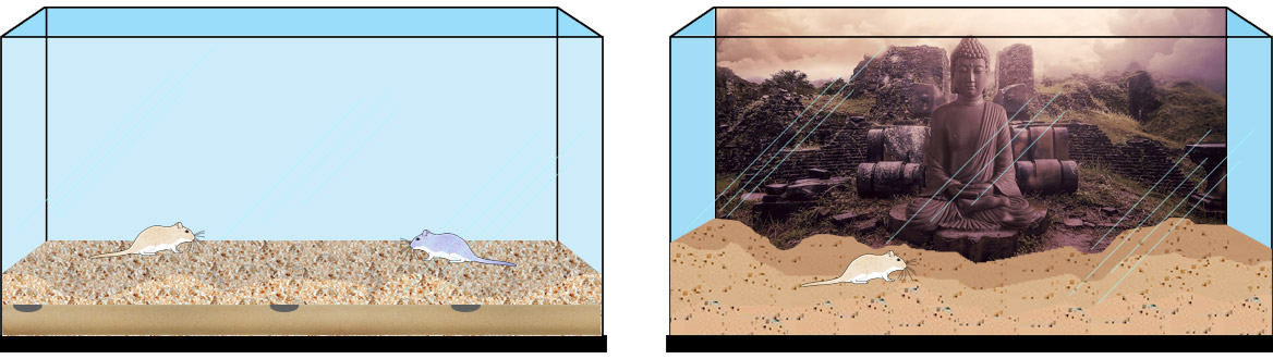 Rennmaus Terrarium gestalten Basteltipp Einrichtung