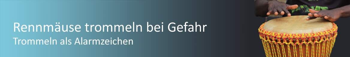 Rennmaus Trommeln als Alarm-Signal
