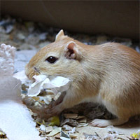Rennmaus sammelt Nestmaterial