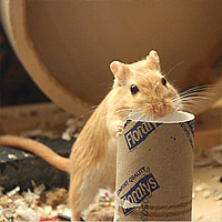 Rennmaus beim Nagen