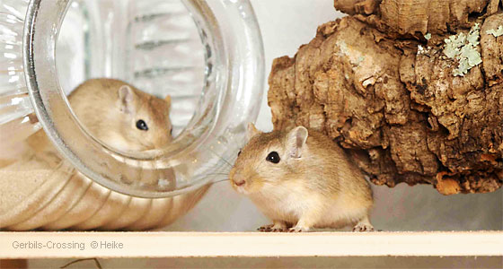 Rennmaus Badesand Fellpflege