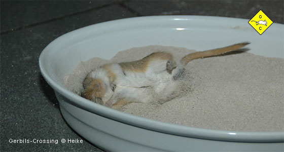 Rennmaus Sandbad für die Fellpflege