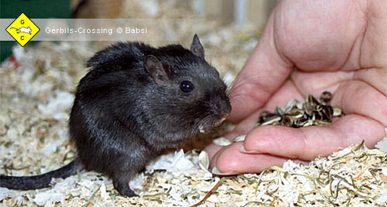 ölhaltige Kerne sparsam verfüttern