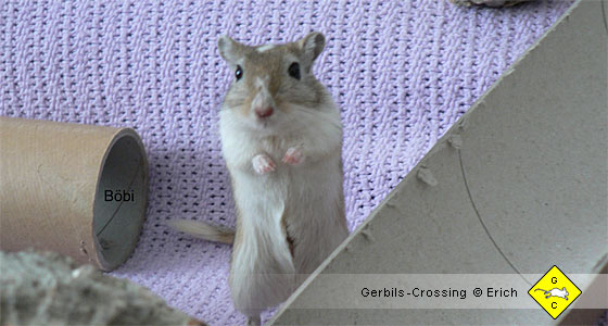 Rennmaus Geruchssinn