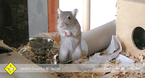 Wassernapf für die Rennmaus Trinknapf