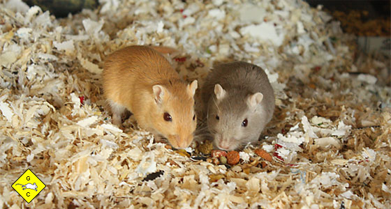 Rennmaus-Terrarium Zweck der Einstreu