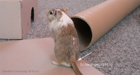 Einfangen einer Rennmaus - Festhalten an der Schwanzwurzel