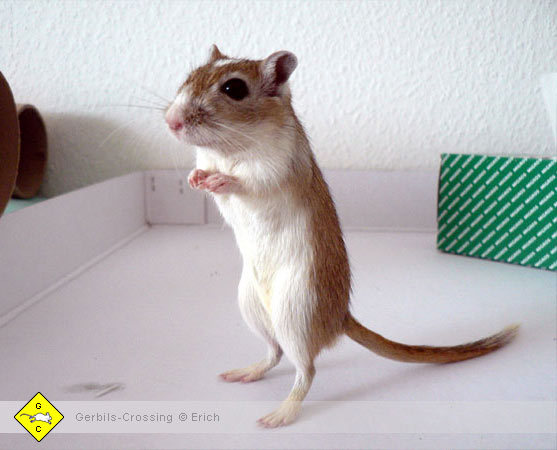 Rennmaus Gleichgewichtssinn