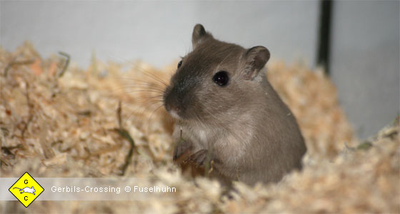 Rennmaus-Terrarium Sauberkeit und Hygiene