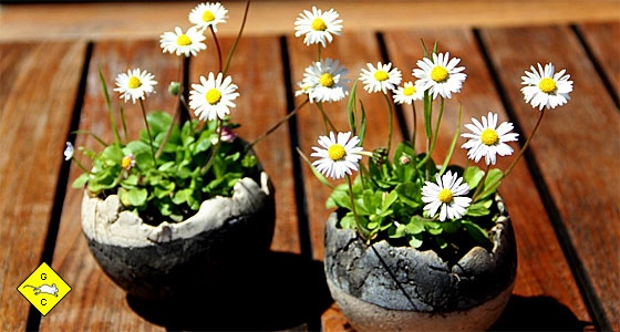 Rennmaus Grünfutter Gänseblümchen