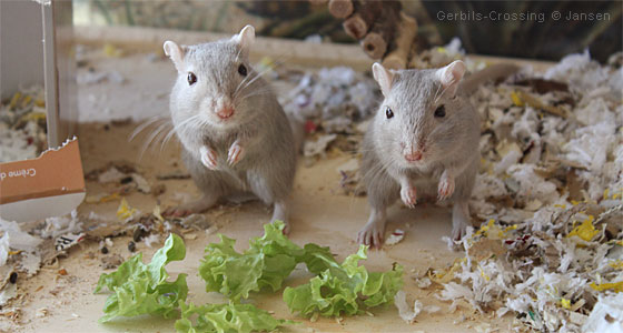 Rennmaus Grünfutter Salat