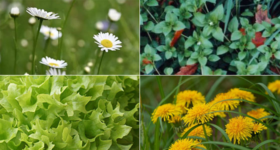 Grünfutter Liste 1 Natur und Garten