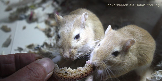 Rennmaus artgerechte Ernährung