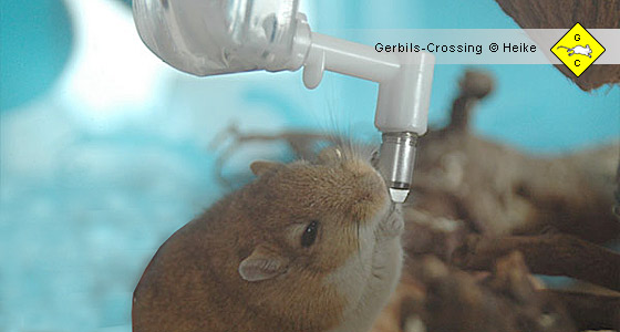 Rennmaus Trinkwasser Wasserflasche