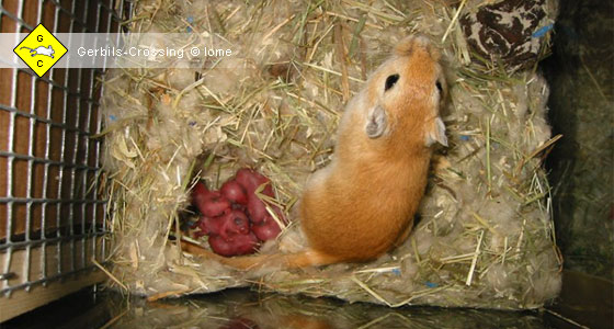 Rennmaus Nach der Geburt