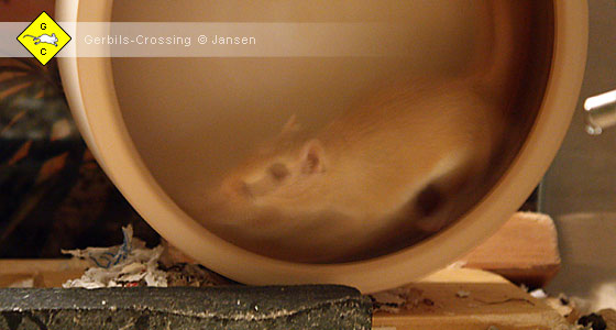 Rennmaus Laufrad
