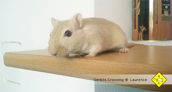Rennmaus Lebenserwartung wie alt werden Rennmäuse?