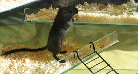 Rennmaus Mäusetreppe Drainagerohr