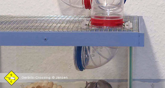 Terrarium Käfig Rohrsysteme Wüstenrennmaus