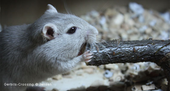 Rennmaus Nagearbeit an kleinen Ästen