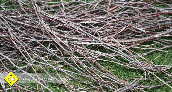 Nagematerial für Rennmäuse Birkenzweige