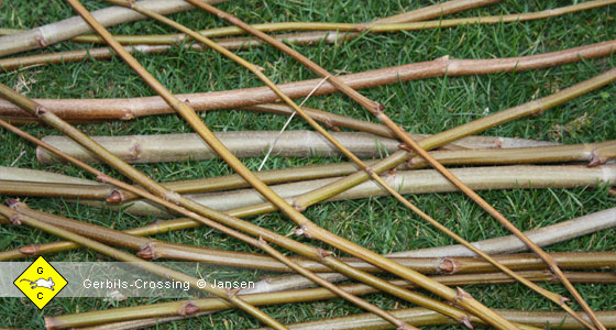 Nagematerial für Rennmäuse Zweige der Plantane