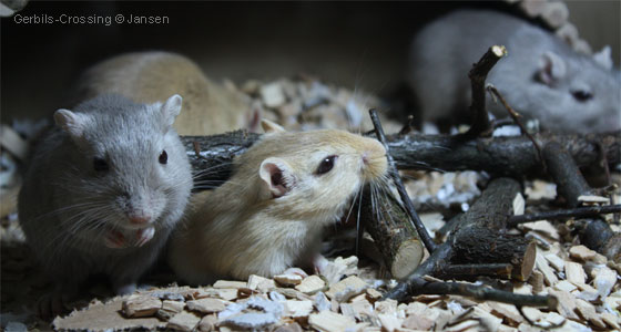 Rennmaus