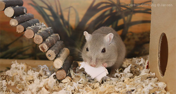 Rennmaus